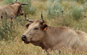 PGI Extremadura Beef